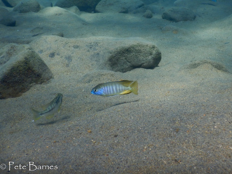 Lethrinops microstoma 'Border'